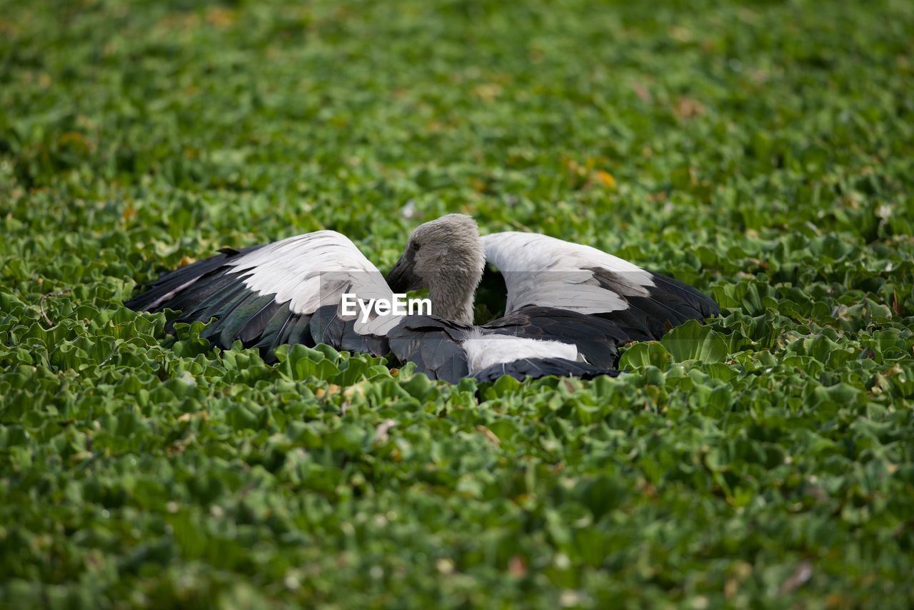 CLOSE-UP OF PELICAN ON GRASS