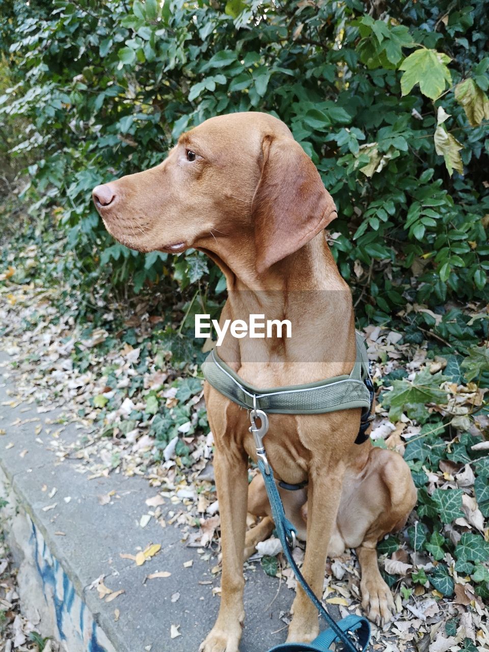 BROWN DOG LOOKING AWAY