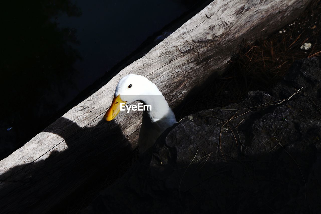 CLOSE-UP OF SWAN IN CALM WATER