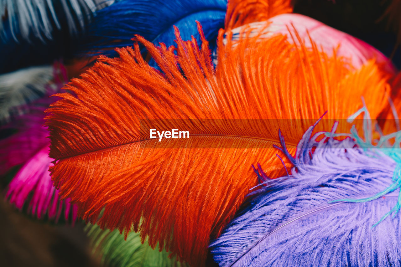 Close-up of orange feathers