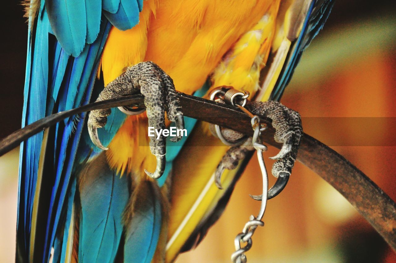 CLOSE-UP OF A BIRD ON METAL