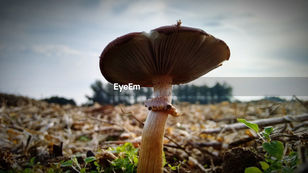 Close-up of mushroom on ground