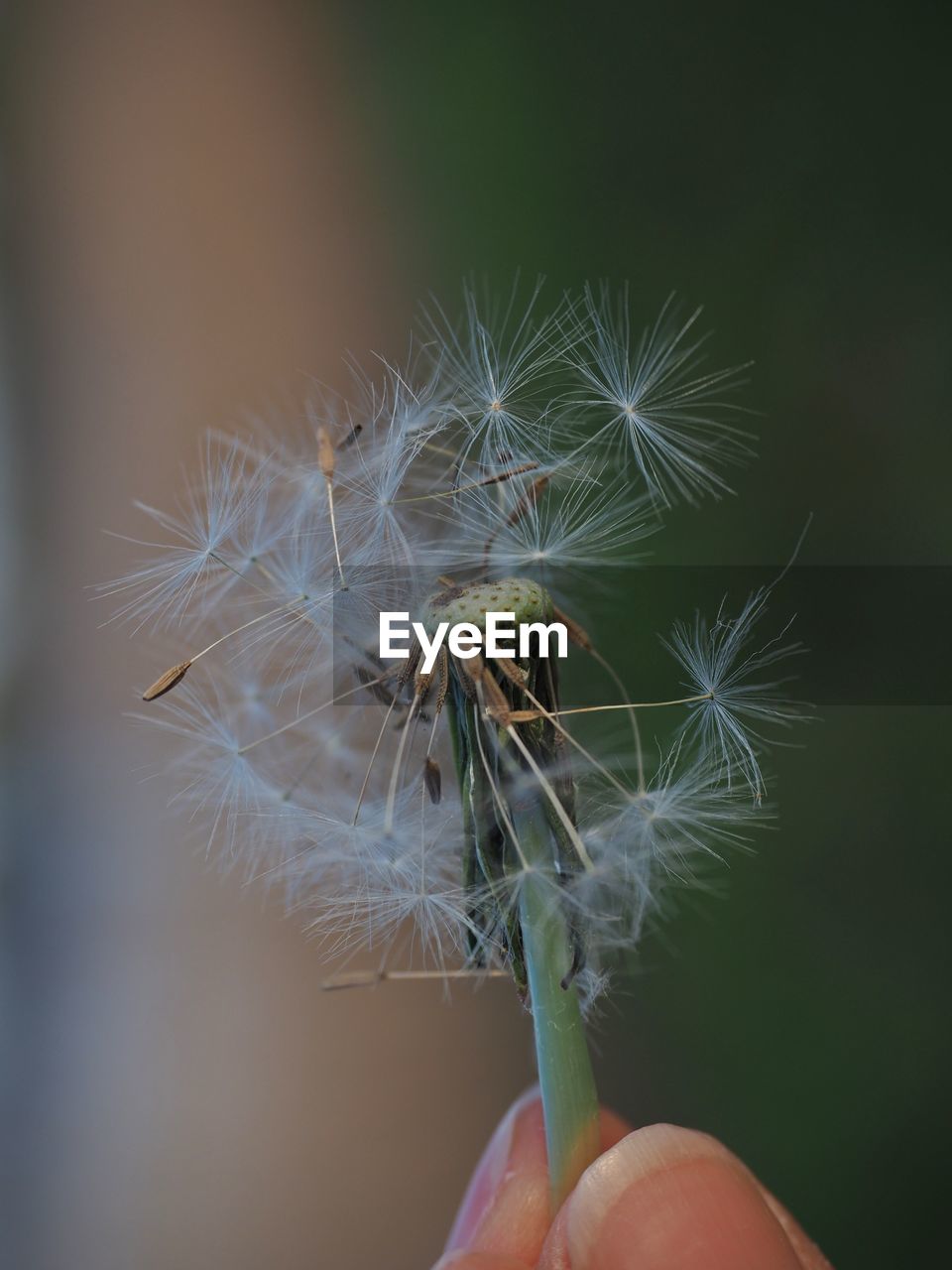 CLOSE-UP OF HAND HOLDING DANDELION FLOWER