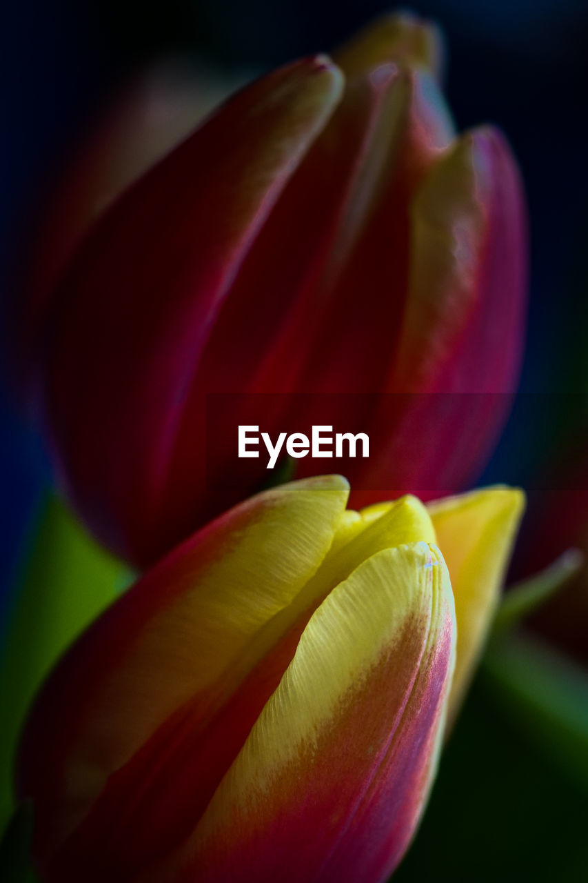 flower, flowering plant, plant, freshness, close-up, beauty in nature, yellow, petal, fragility, macro photography, flower head, inflorescence, growth, plant stem, nature, no people, tulip, focus on foreground, vibrant color, multi colored, springtime, selective focus, blossom, outdoors, red
