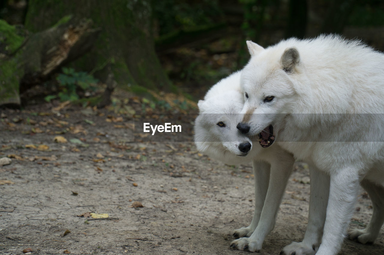 WHITE DOG LOOKING AWAY