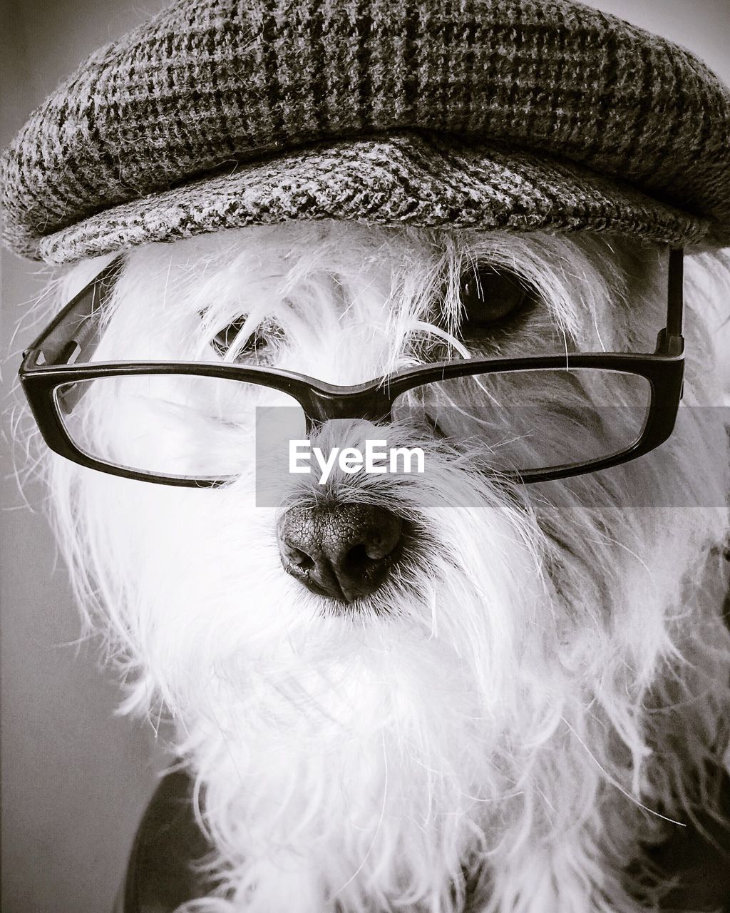 Close up of dog in eyeglasses 