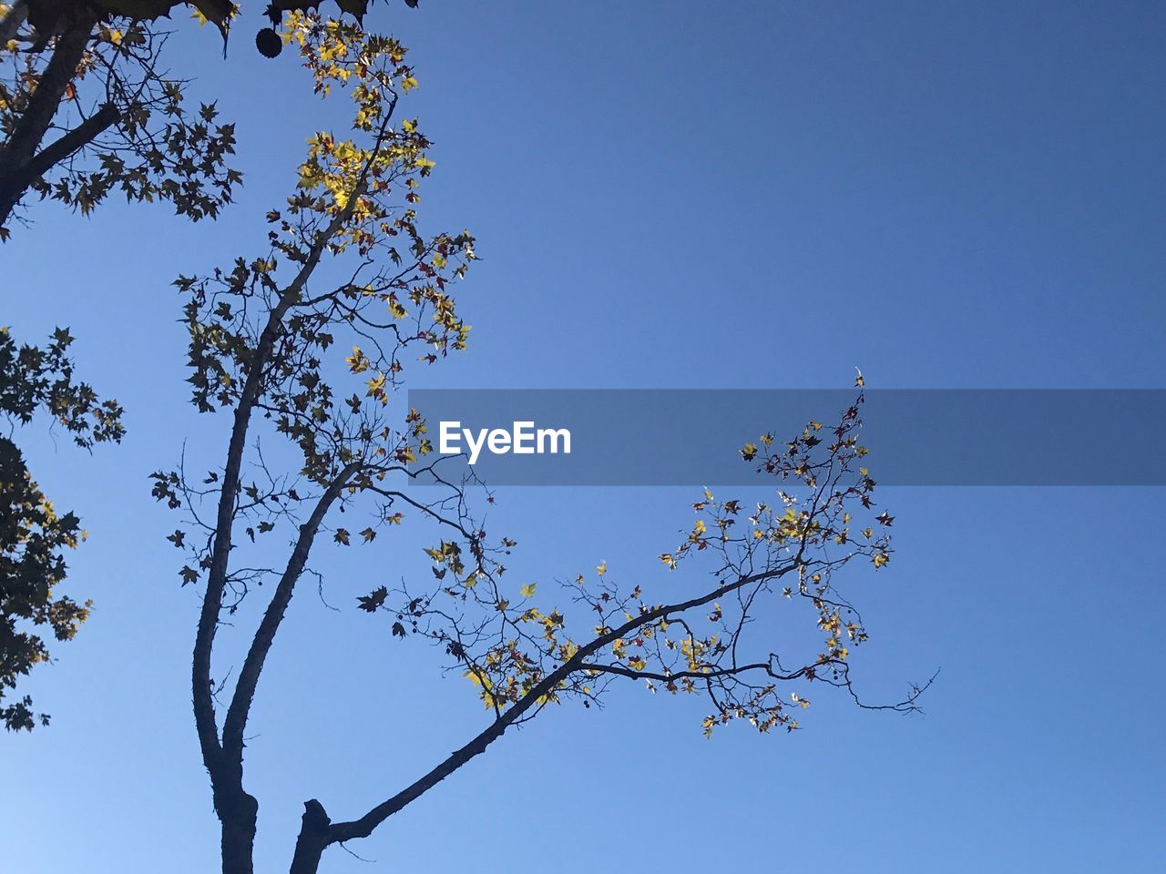 LOW ANGLE VIEW OF FLOWER TREE AGAINST CLEAR BLUE SKY