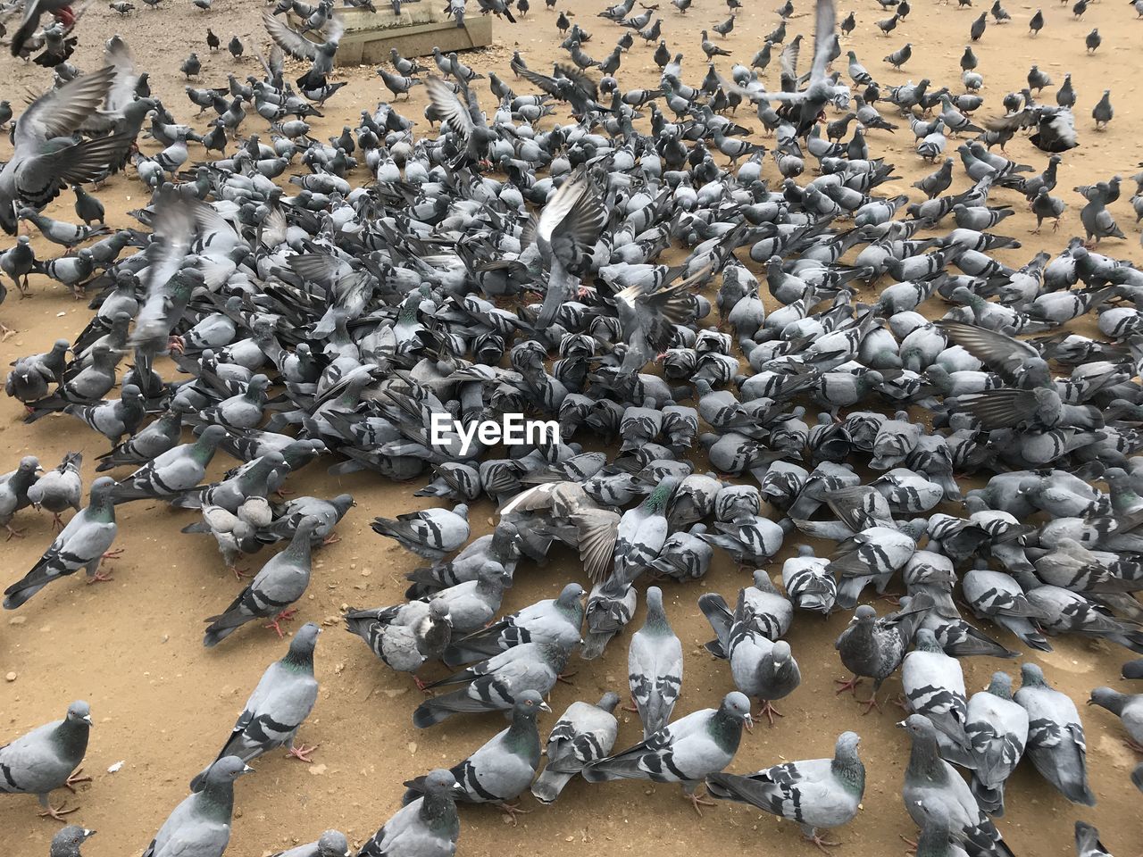 large group of animals, animal, group of animals, wildlife, animal wildlife, bird, animal themes, abundance, flock of birds, high angle view, no people, land, flock, day, nature, pigeons and doves, pigeon, large group of objects, beach, outdoors, animal migration, water