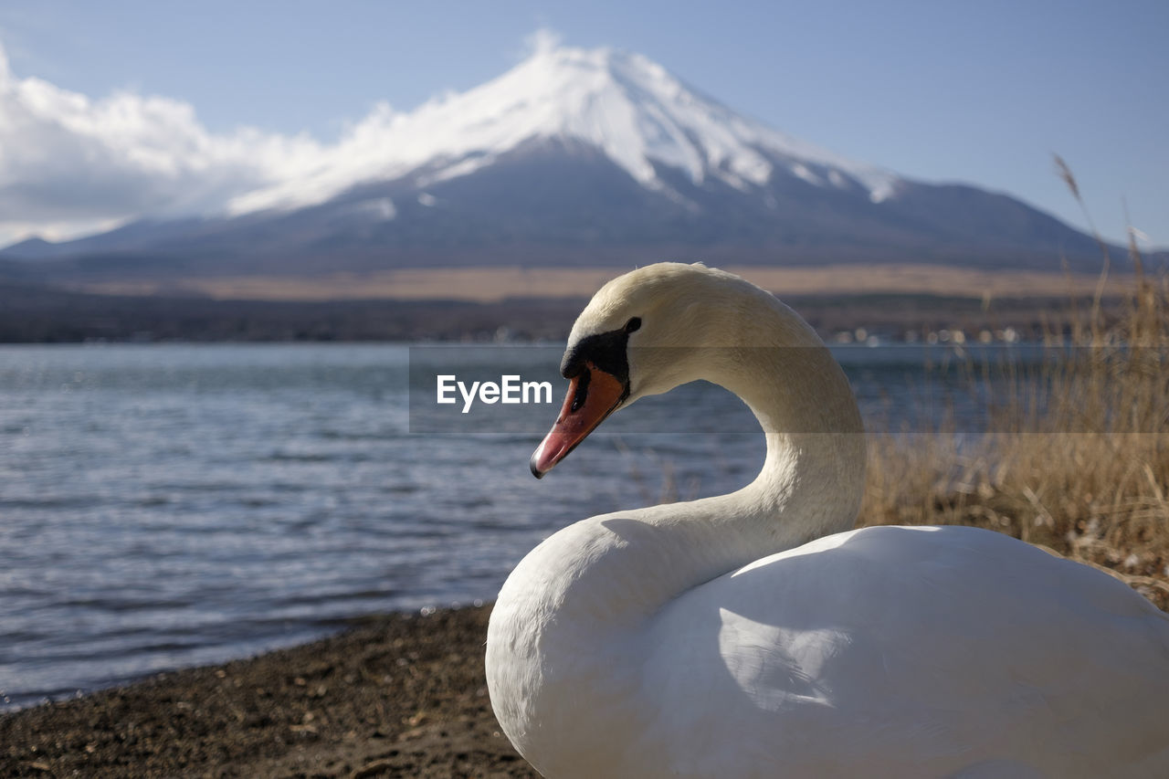 Swan in a lake