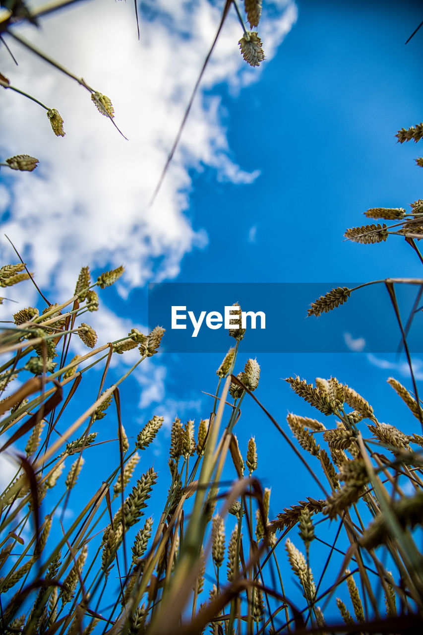 Low angle view of plants against blue sky