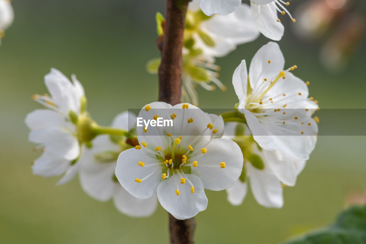 Macro shot of sloe  blossom