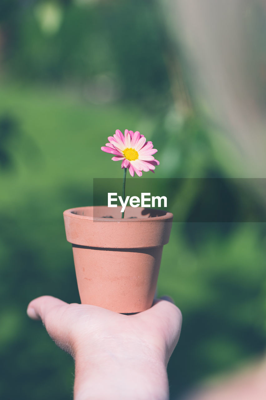 CLOSE-UP OF HAND HOLDING PINK ROSE FLOWER