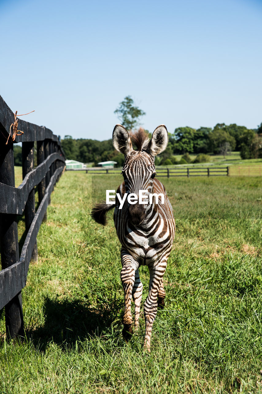 Close-up of zebra