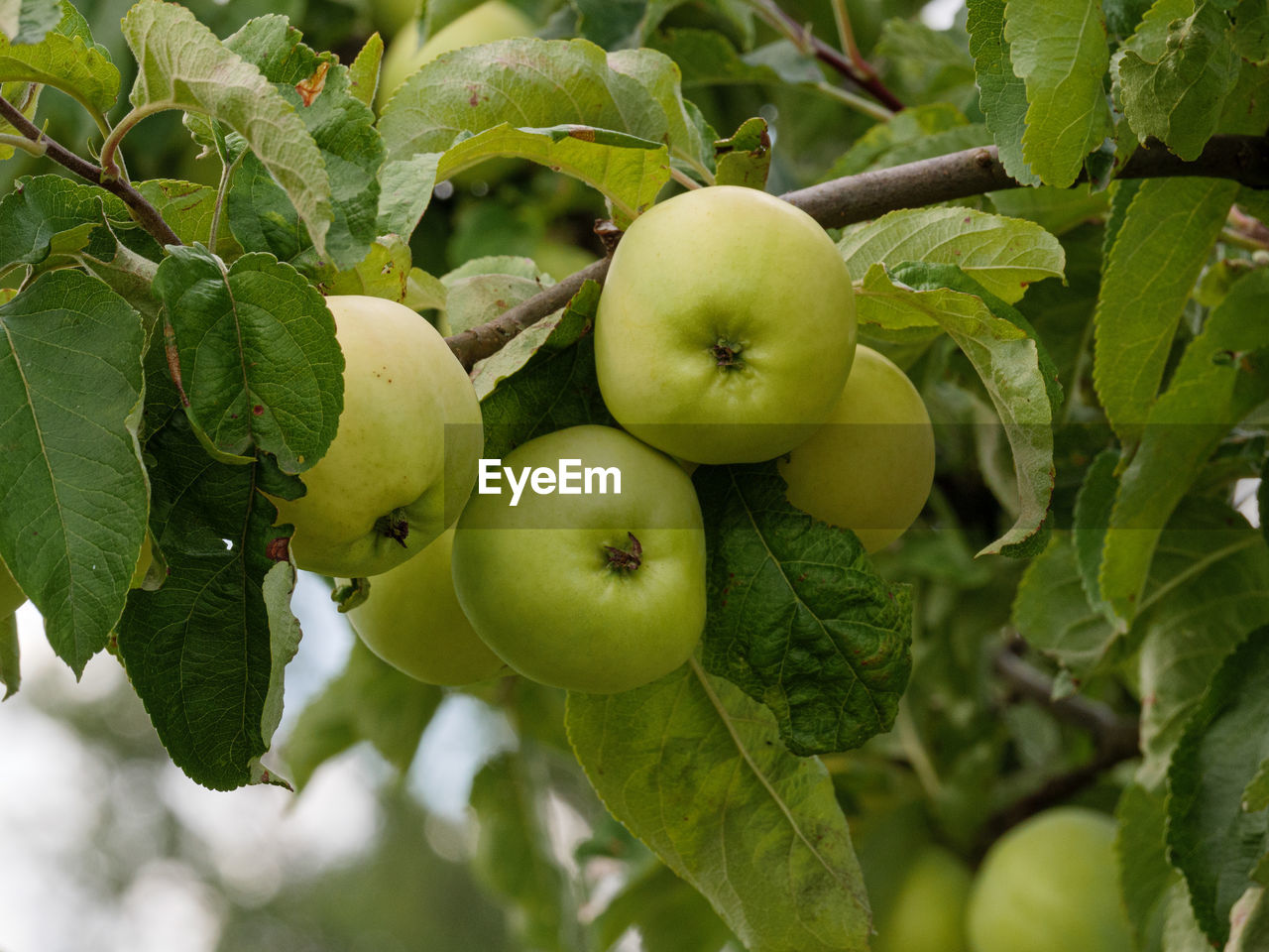 CLOSE-UP OF APPLES