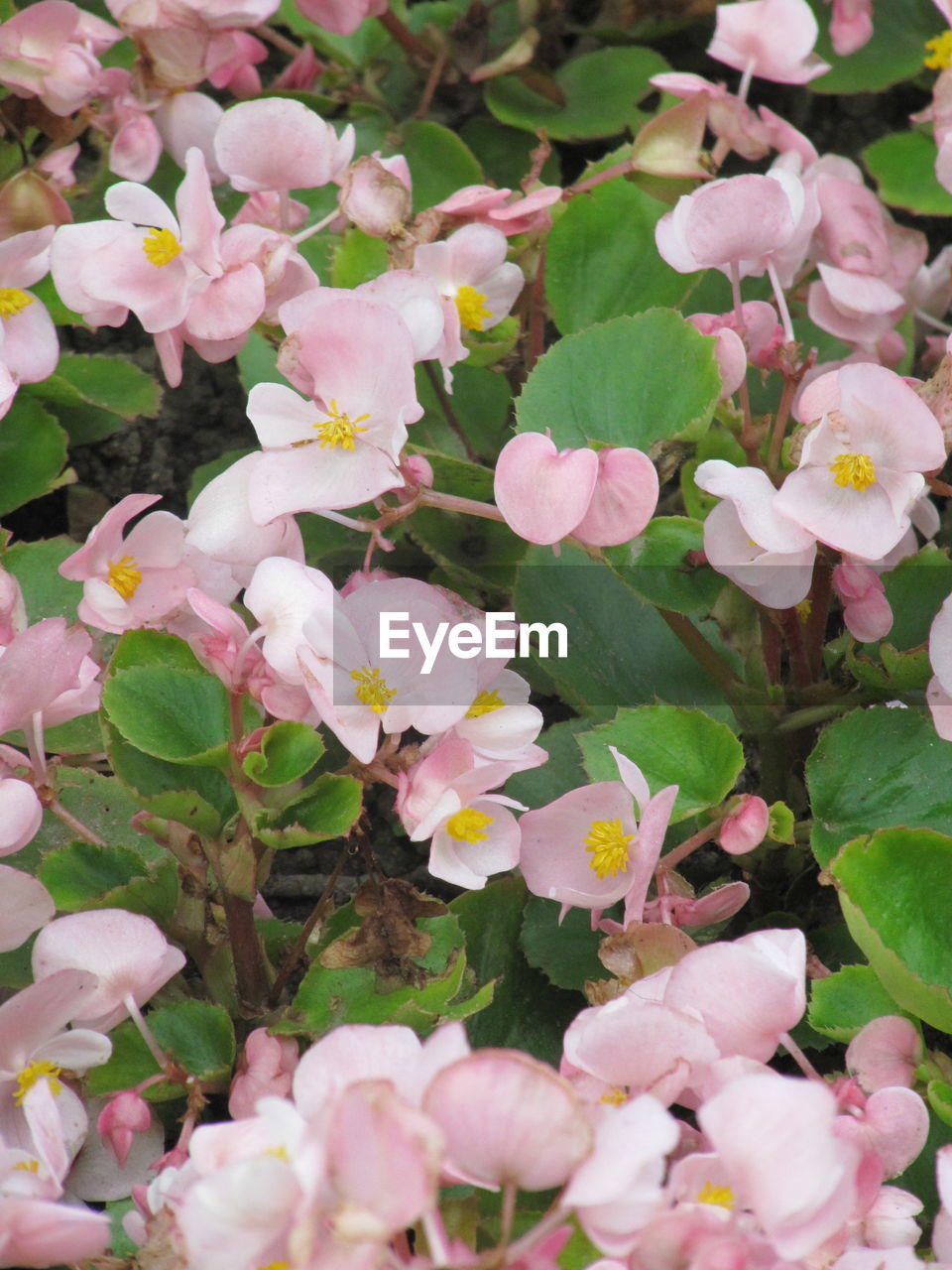 Close-up of pink flowers