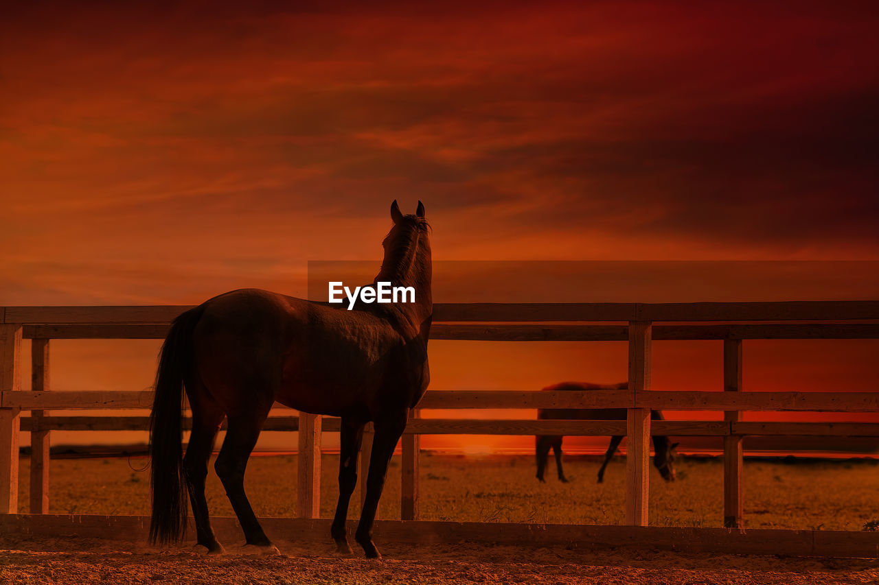 HORSE STANDING IN SEA AGAINST ORANGE SKY