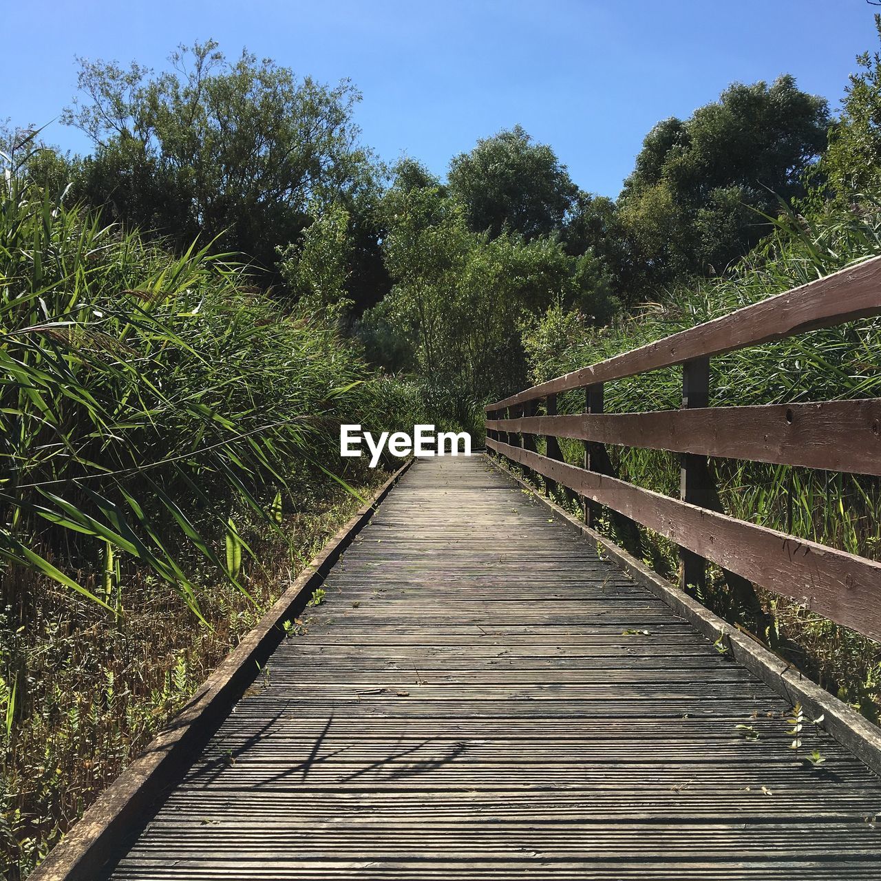 FOOTBRIDGE AGAINST TREES