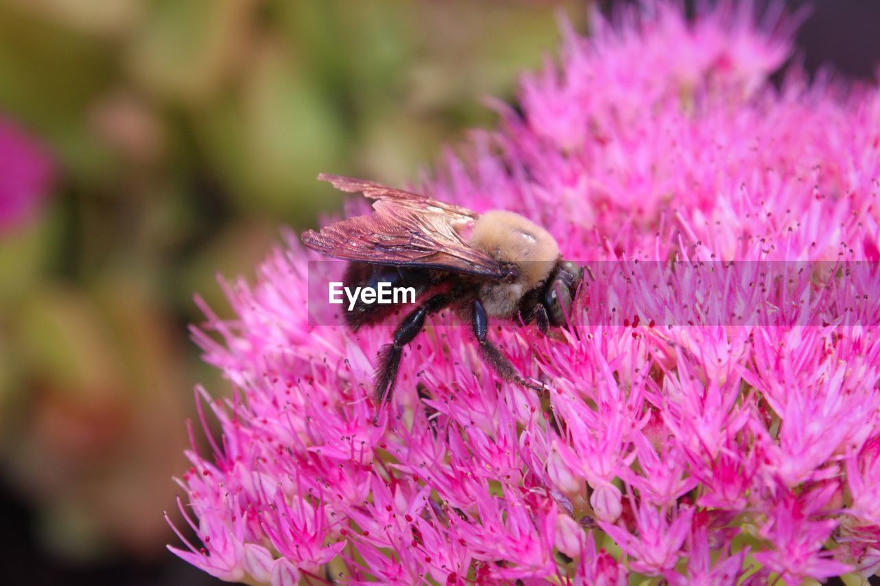 CLOSE-UP OF BUTTERFLY ON PURPLE FLOWER