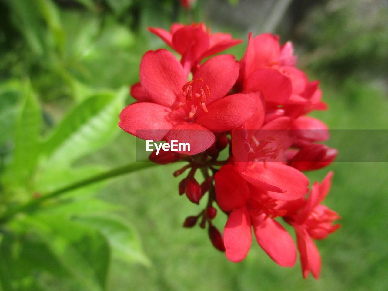 CLOSE-UP OF RED FLOWER