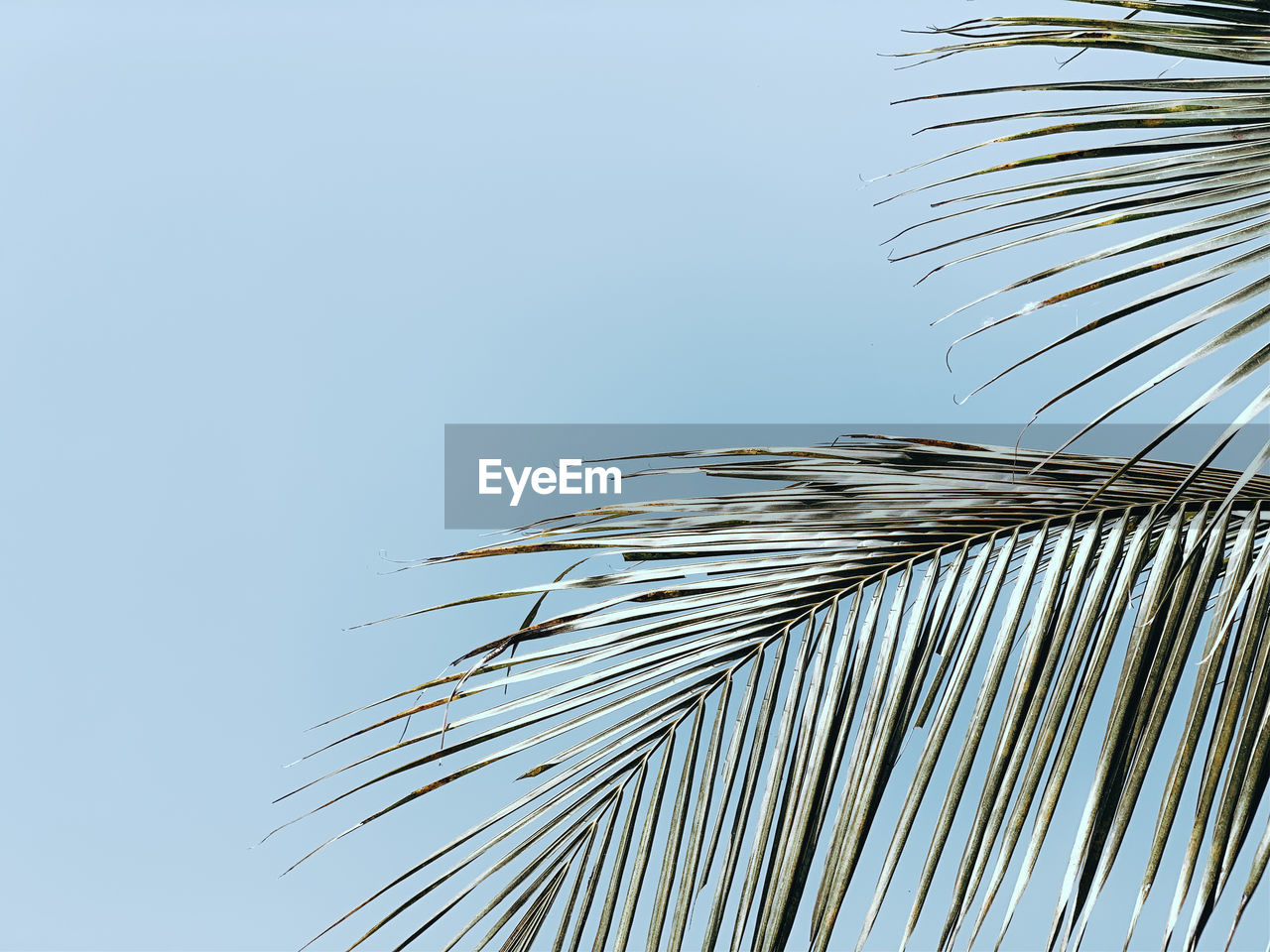 LOW ANGLE VIEW OF COCONUT PALM TREES AGAINST CLEAR SKY