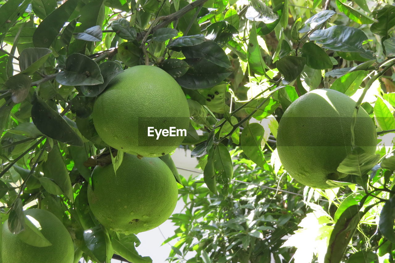 LOW ANGLE VIEW OF APPLE TREE