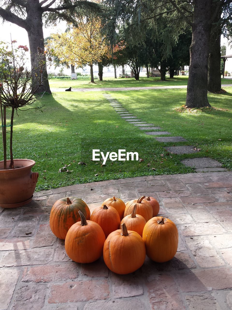 VIEW OF PUMPKINS ON TABLE