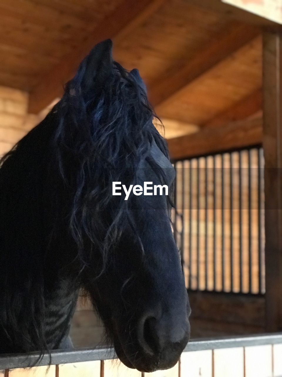 CLOSE-UP OF HORSE AGAINST WALL