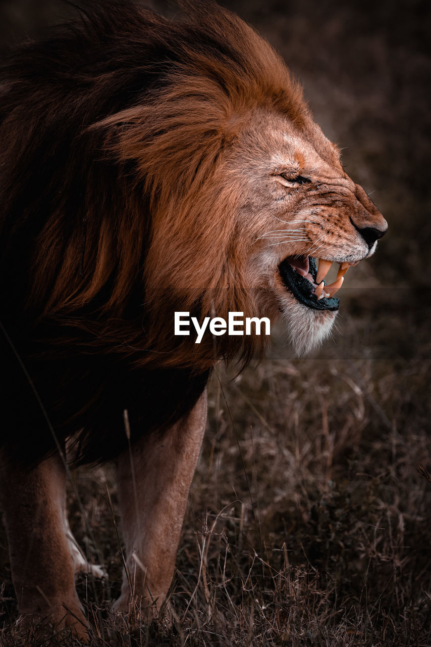 close-up of lion