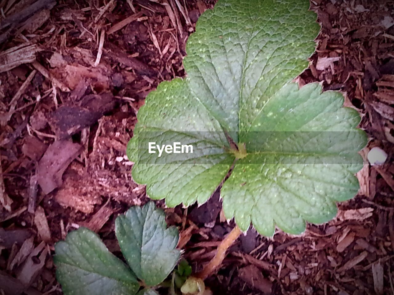 CLOSE-UP OF LEAVES ON LEAVES