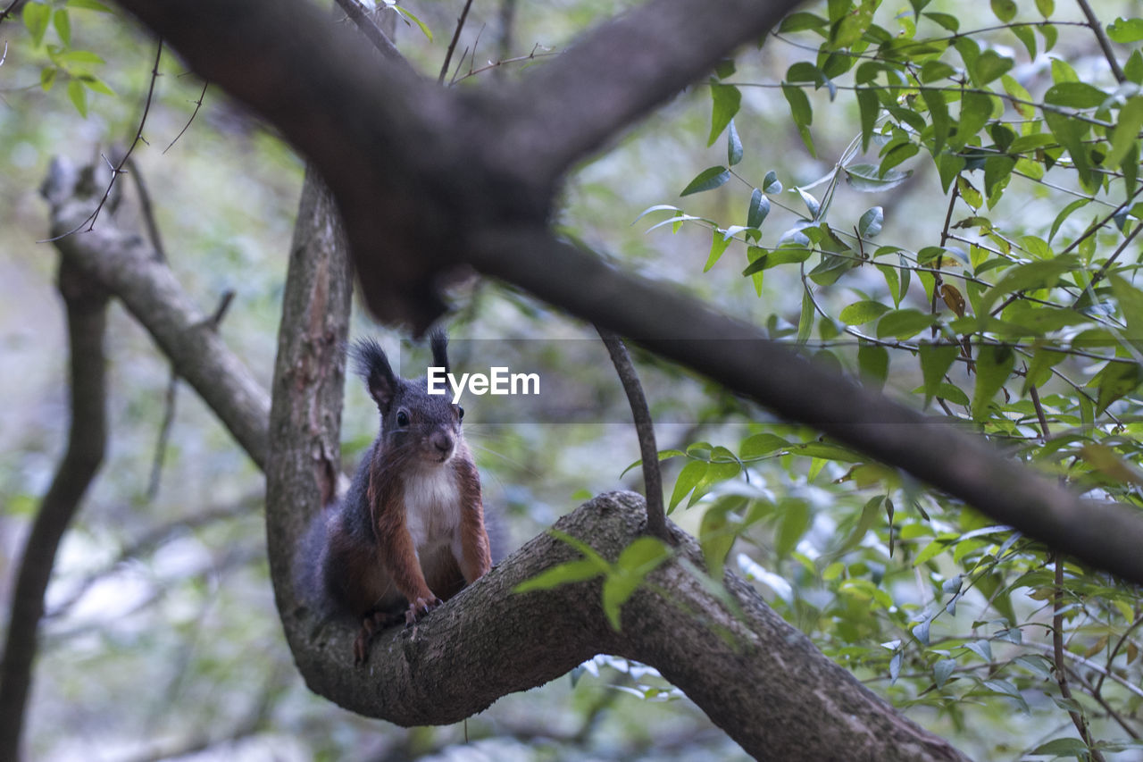 LOW ANGLE VIEW OF A BIRD PERCHING ON BRANCH