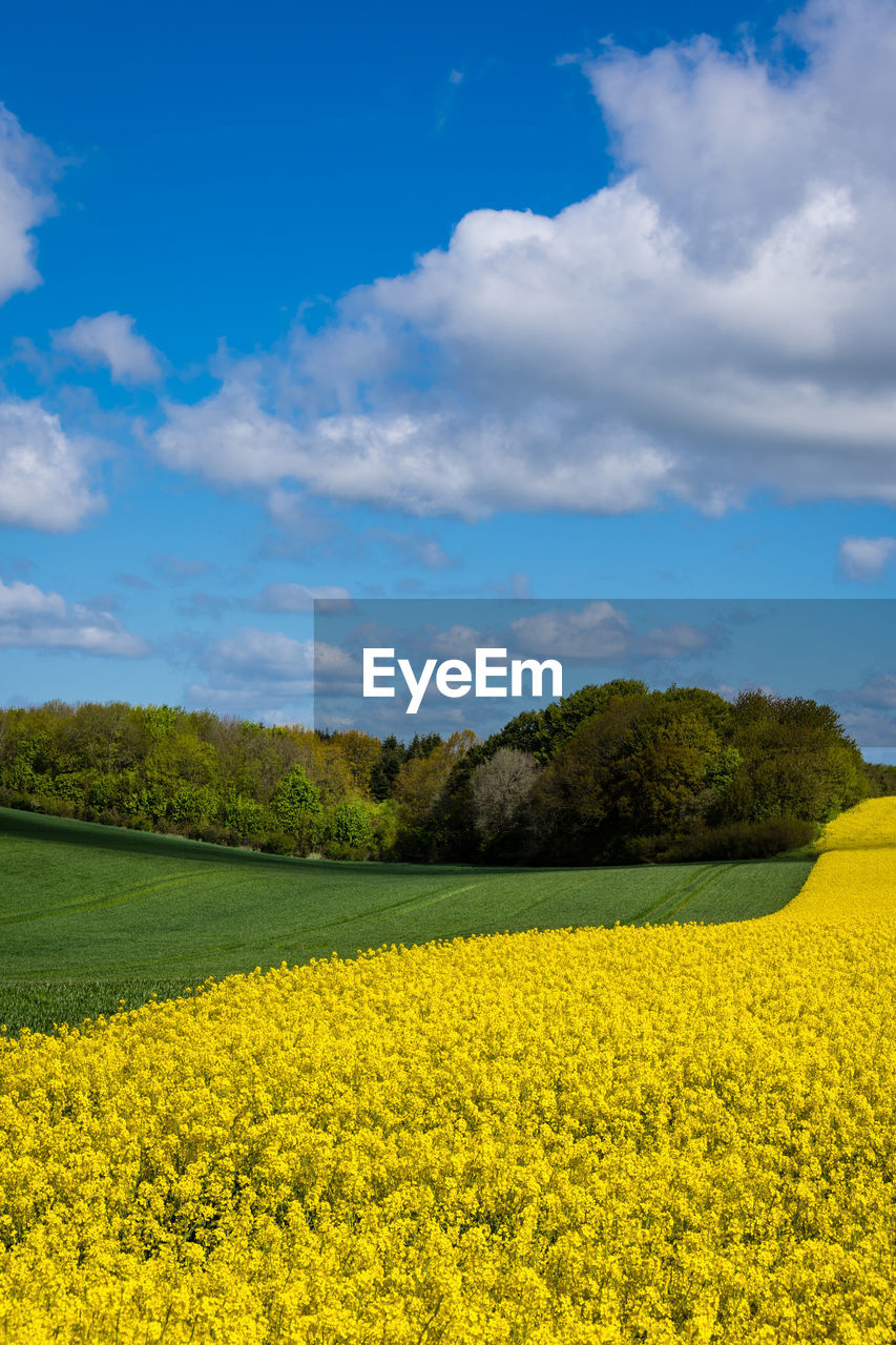 plant, landscape, rapeseed, sky, beauty in nature, environment, flower, vegetable, yellow, cloud, land, field, flowering plant, rural scene, scenics - nature, agriculture, canola, nature, produce, oilseed rape, growth, tranquility, tranquil scene, food, freshness, crop, horizon, meadow, springtime, no people, farm, blue, grassland, idyllic, prairie, rural area, plain, tree, vibrant color, blossom, day, outdoors, non-urban scene, fragility, brassica rapa, abundance, mustard, travel destinations, summer, sunlight, grass