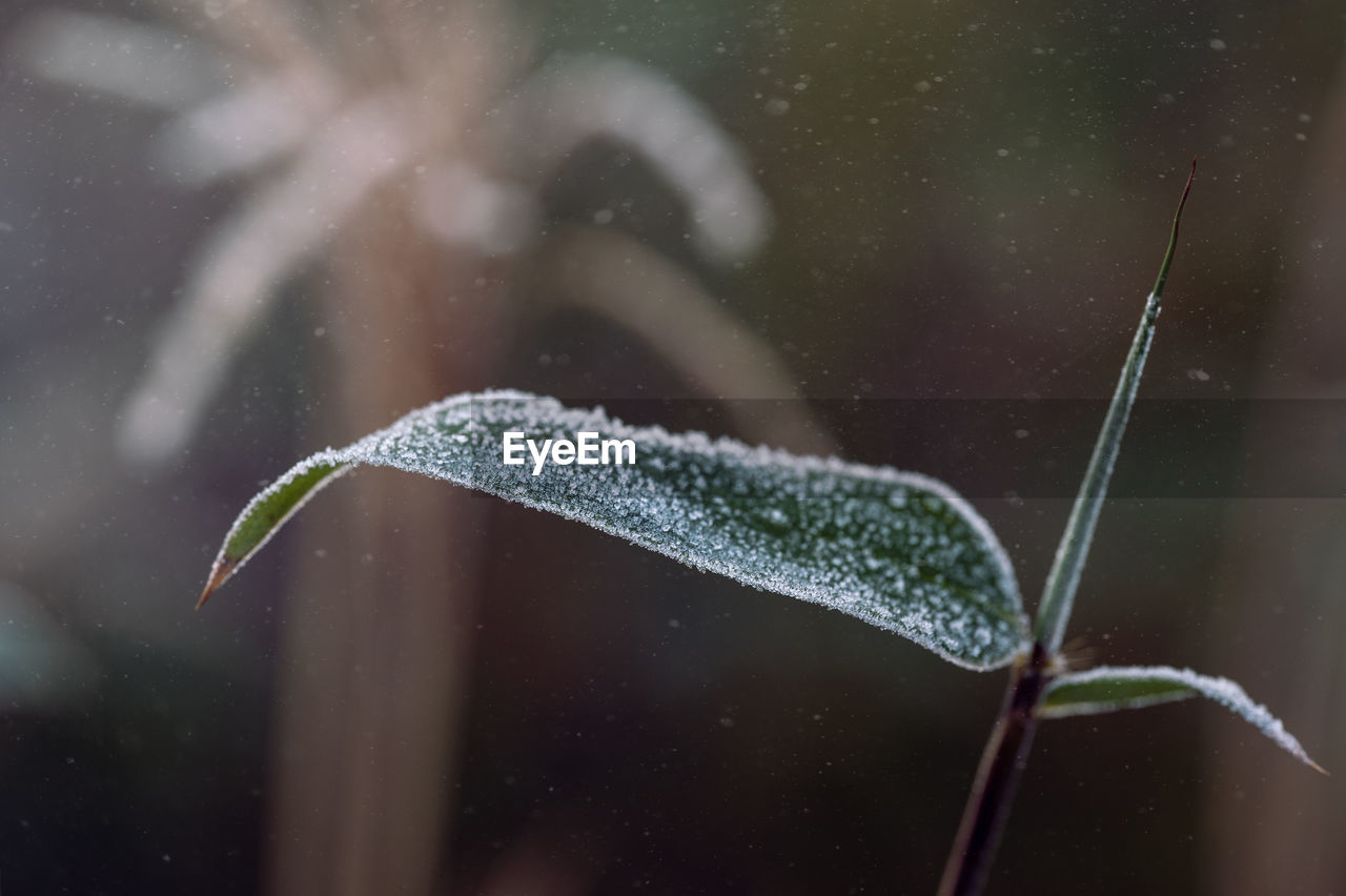 macro photography, nature, close-up, leaf, water, green, focus on foreground, no people, plant, moisture, drop, outdoors, winter, one animal, beauty in nature, wet