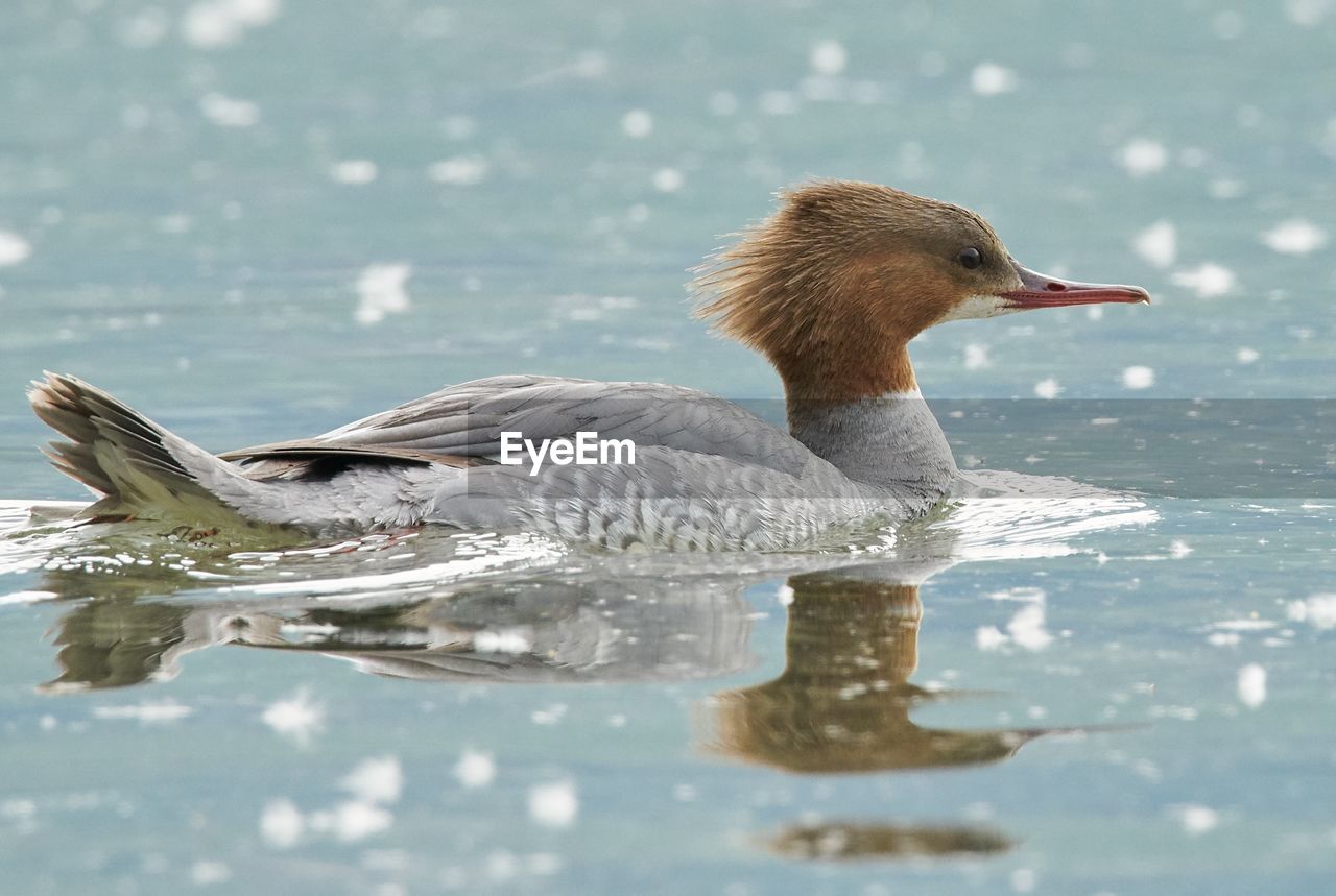 SIDE VIEW OF DUCK SWIMMING IN LAKE