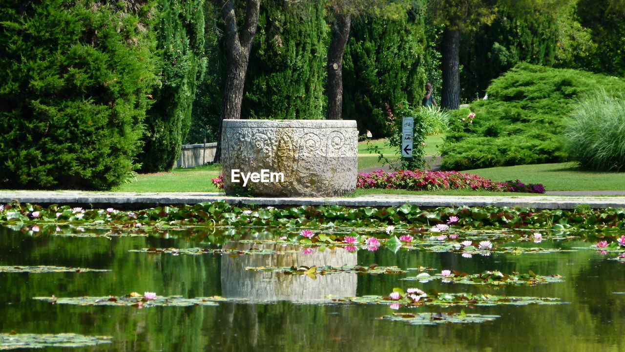 FLOWERS GROWING IN POND AT PARK