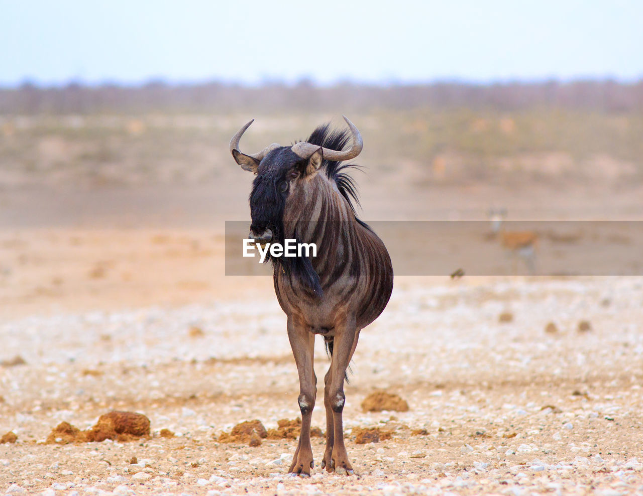 Wildebeest at etosha national park