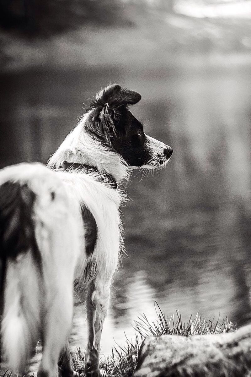 Dog standing at lakeside
