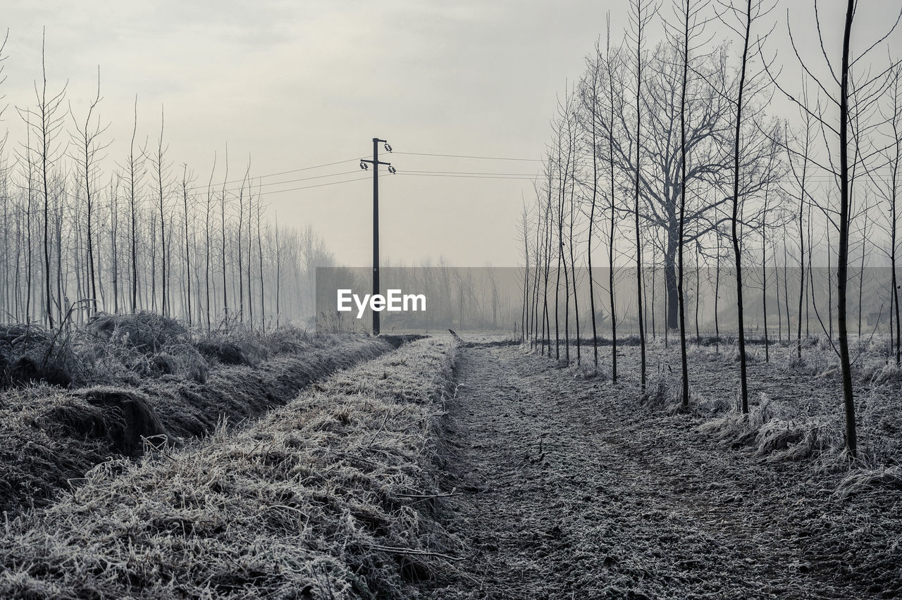 Trees on field against sky