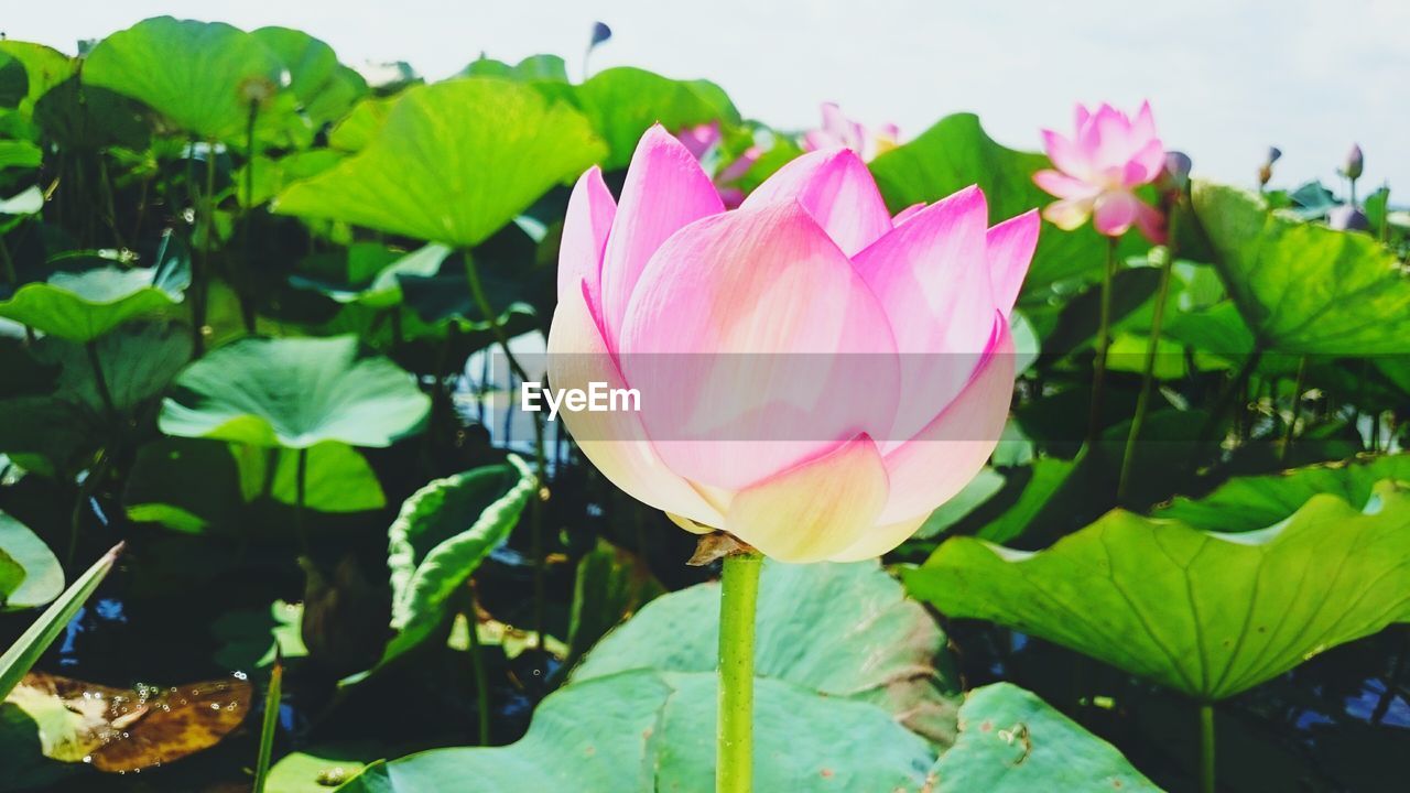 Close-up of pink lotus water lily