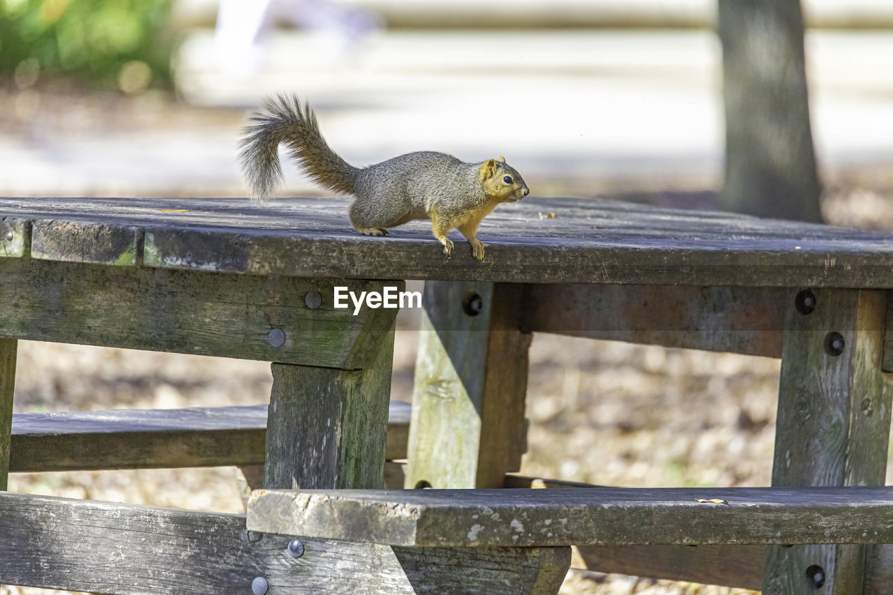 CLOSE-UP OF SQUIRREL ON RAILING