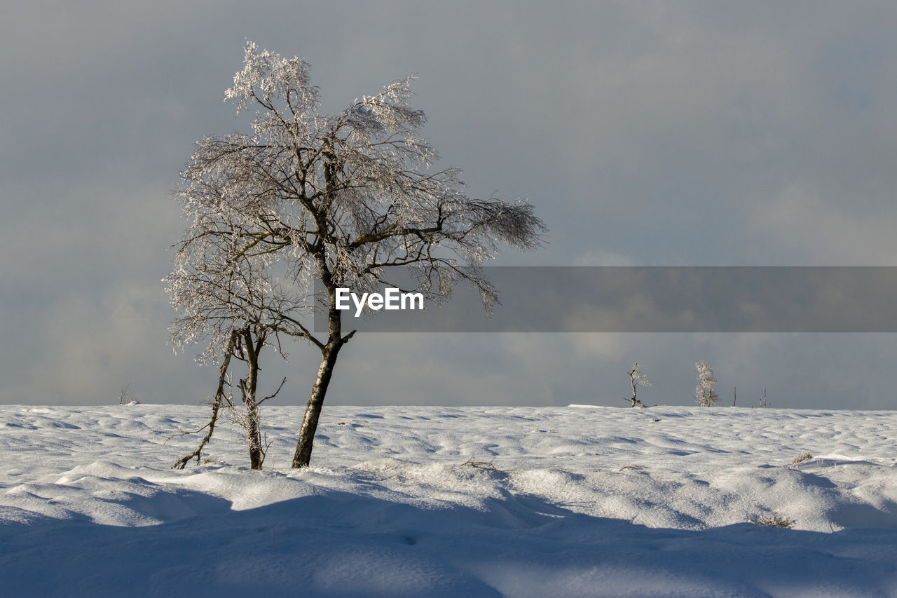 Winter landscape in the high fens in belgium