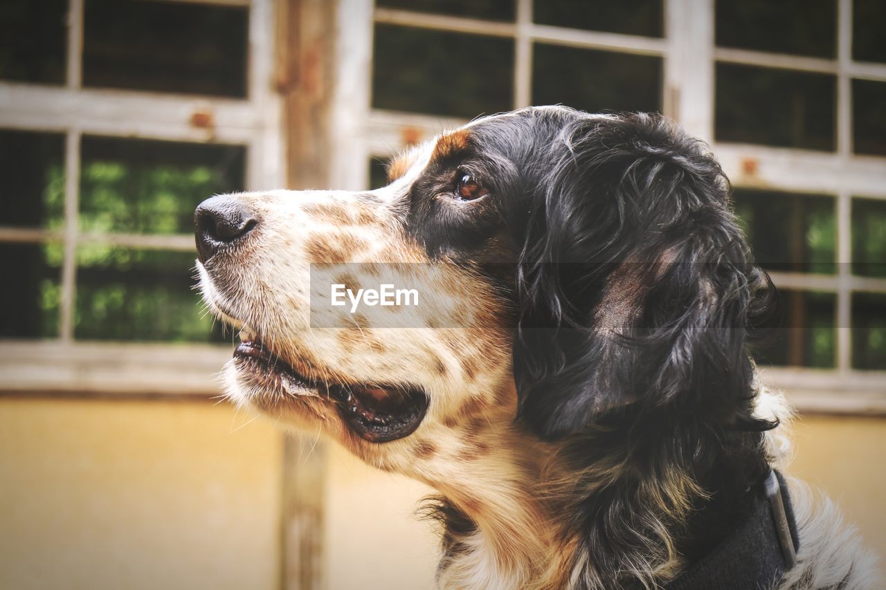 CLOSE-UP OF DOG LOOKING AWAY OUTDOORS