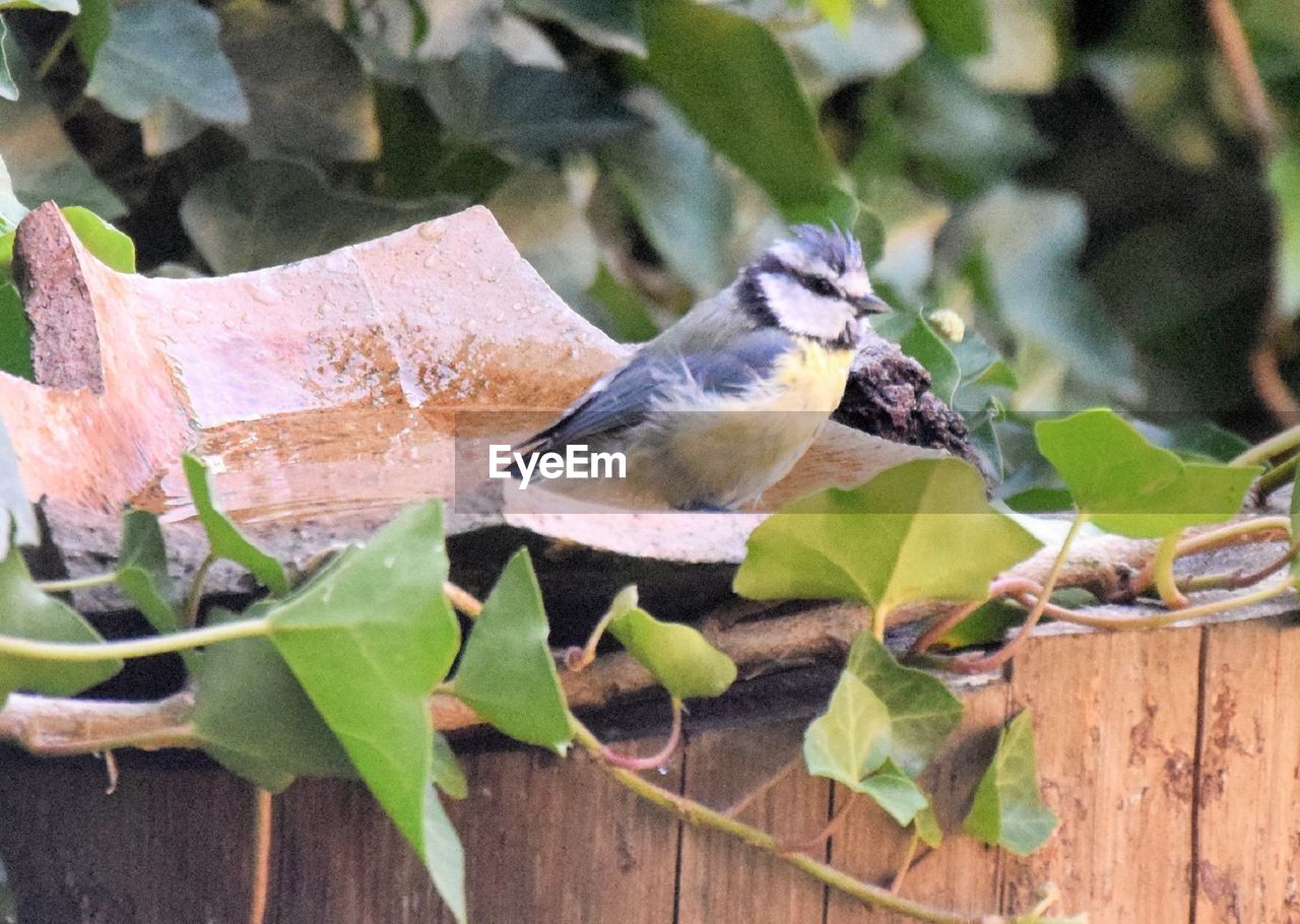 CLOSE-UP OF BIRD PERCHING ON A TREE