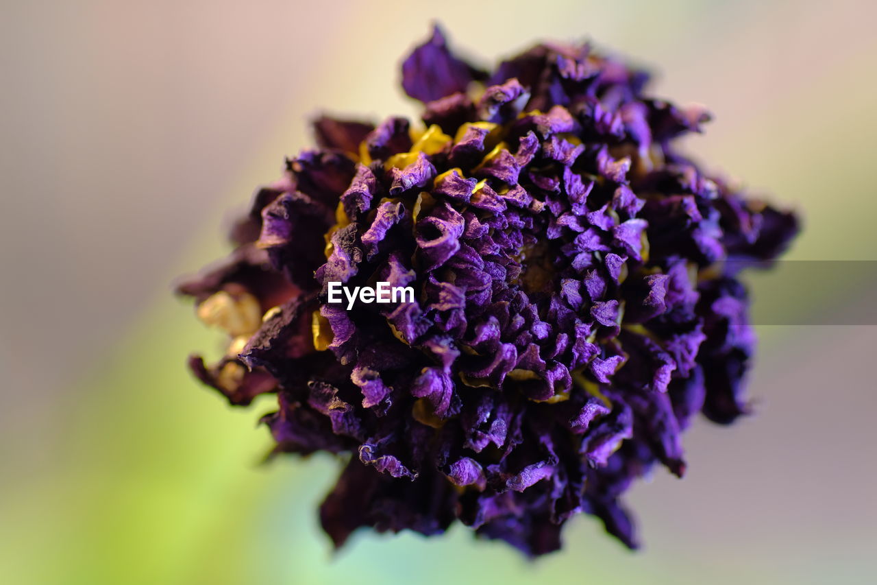 CLOSE UP OF PURPLE FLOWER