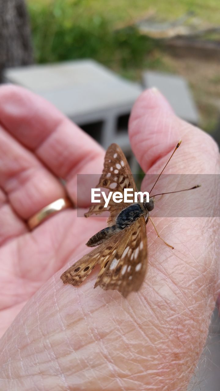 CLOSE-UP OF BUTTERFLY ON HUMAN HAND