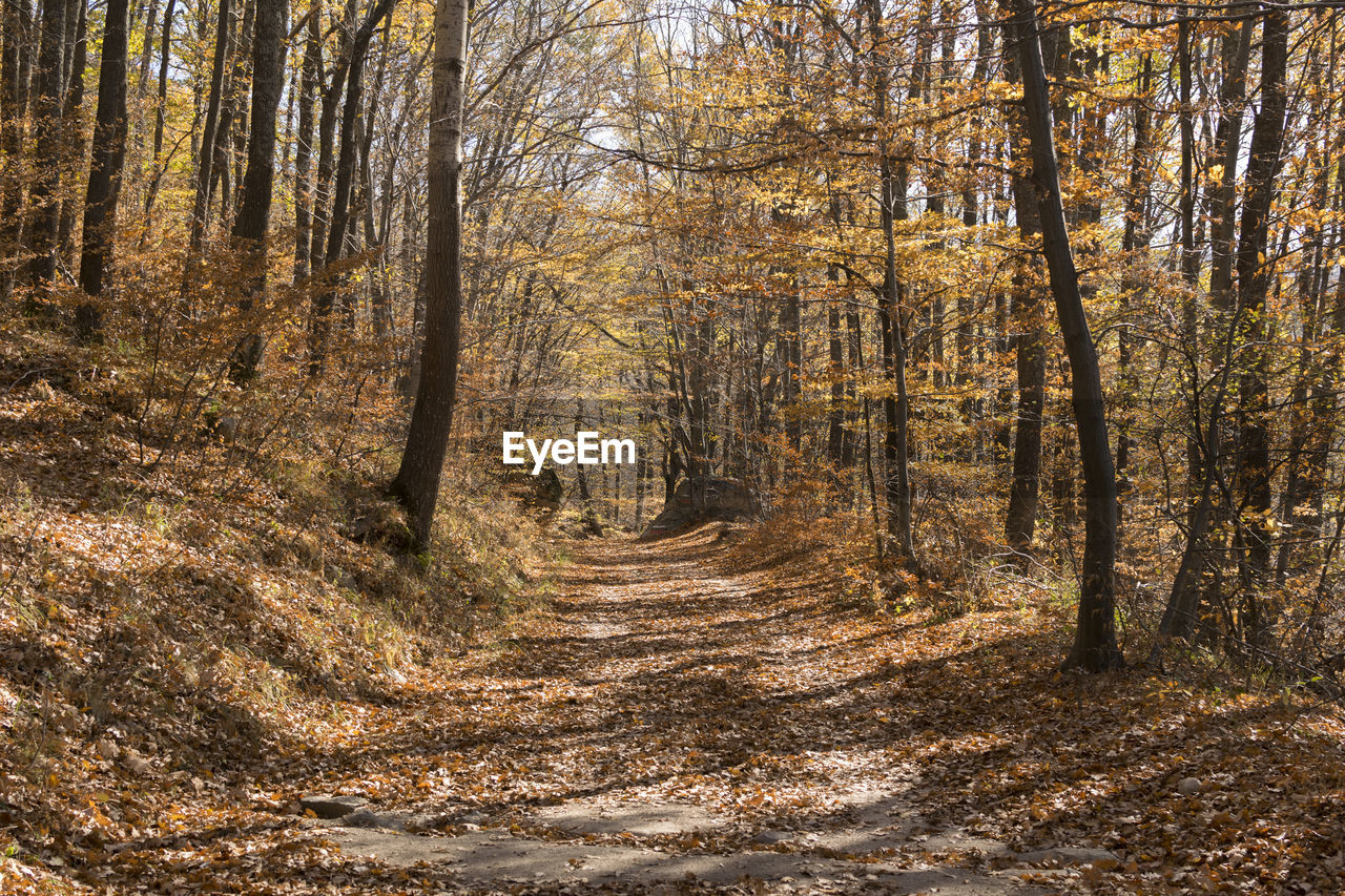 Trees growing in forest during autumn