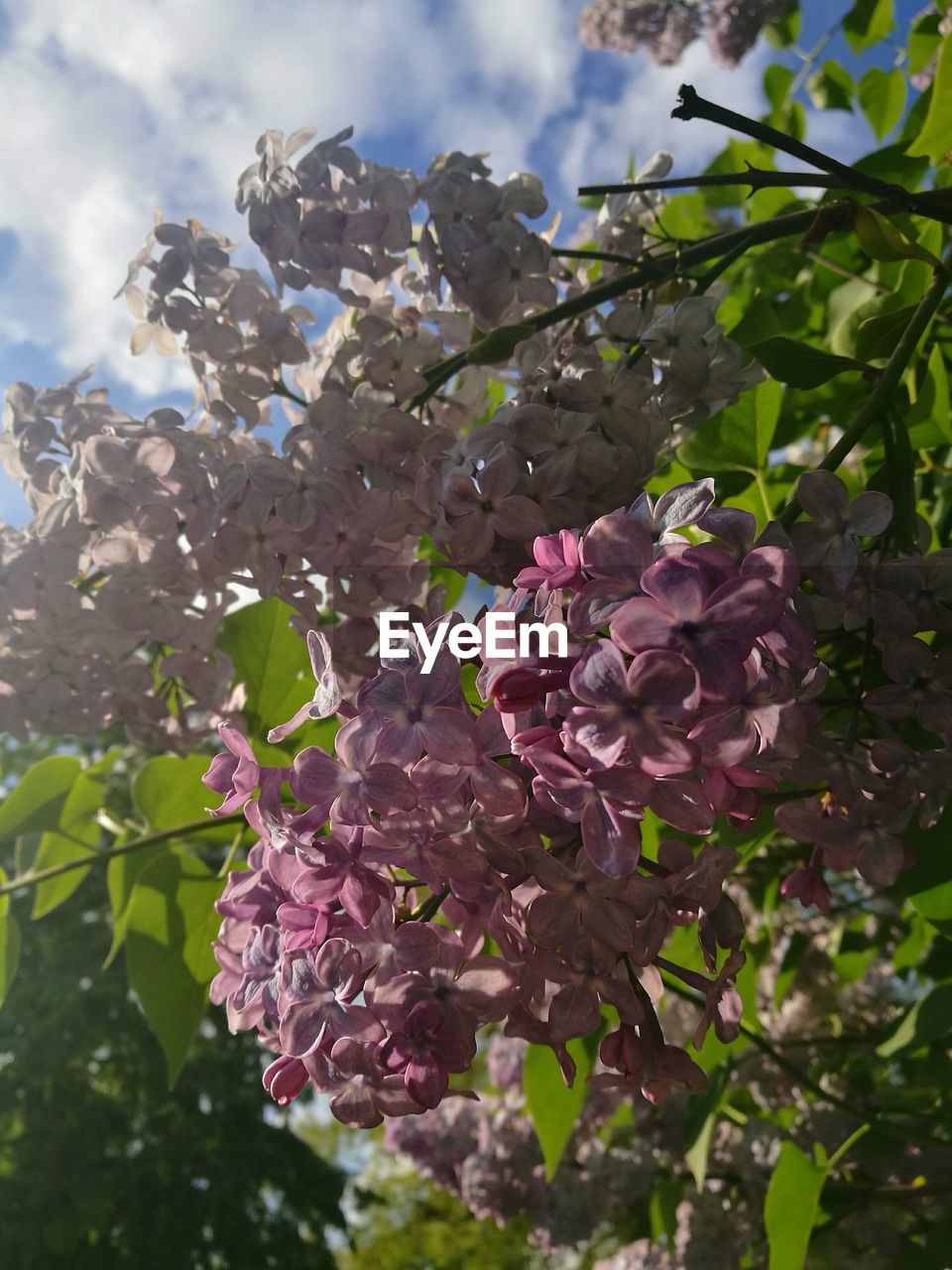 LOW ANGLE VIEW OF PINK FLOWERS AGAINST SKY