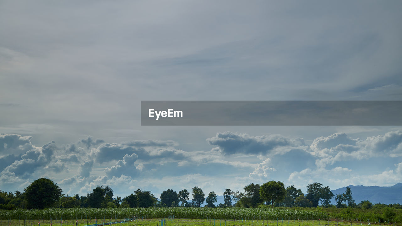 sky, cloud, plant, landscape, environment, horizon, field, tree, nature, land, scenics - nature, beauty in nature, plain, grassland, tranquility, rural scene, agriculture, grass, tranquil scene, hill, no people, growth, meadow, green, prairie, crop, rural area, farm, non-urban scene, outdoors, morning, day, idyllic, blue, pasture