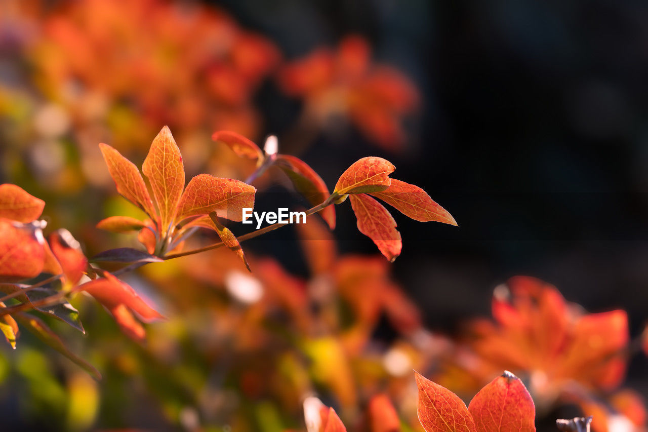 plant, beauty in nature, plant part, leaf, nature, autumn, flower, macro photography, red, orange color, no people, petal, multi colored, outdoors, tree, close-up, landscape, freshness, environment, flowering plant, land, branch, sky, shrub, focus on foreground, sunlight, yellow, growth, scenics - nature, blossom, day, selective focus, tranquility