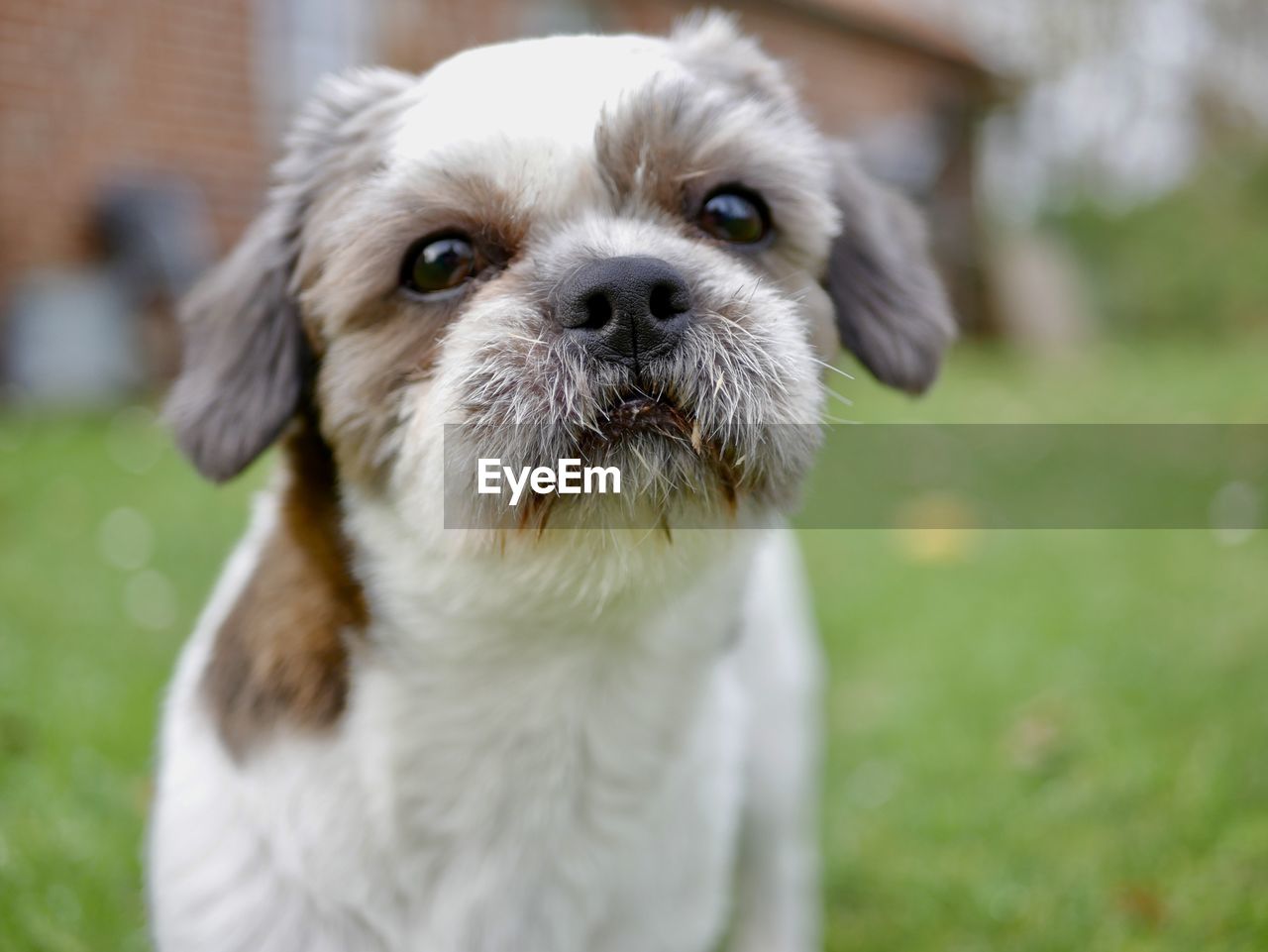 Portrait of cute puppy