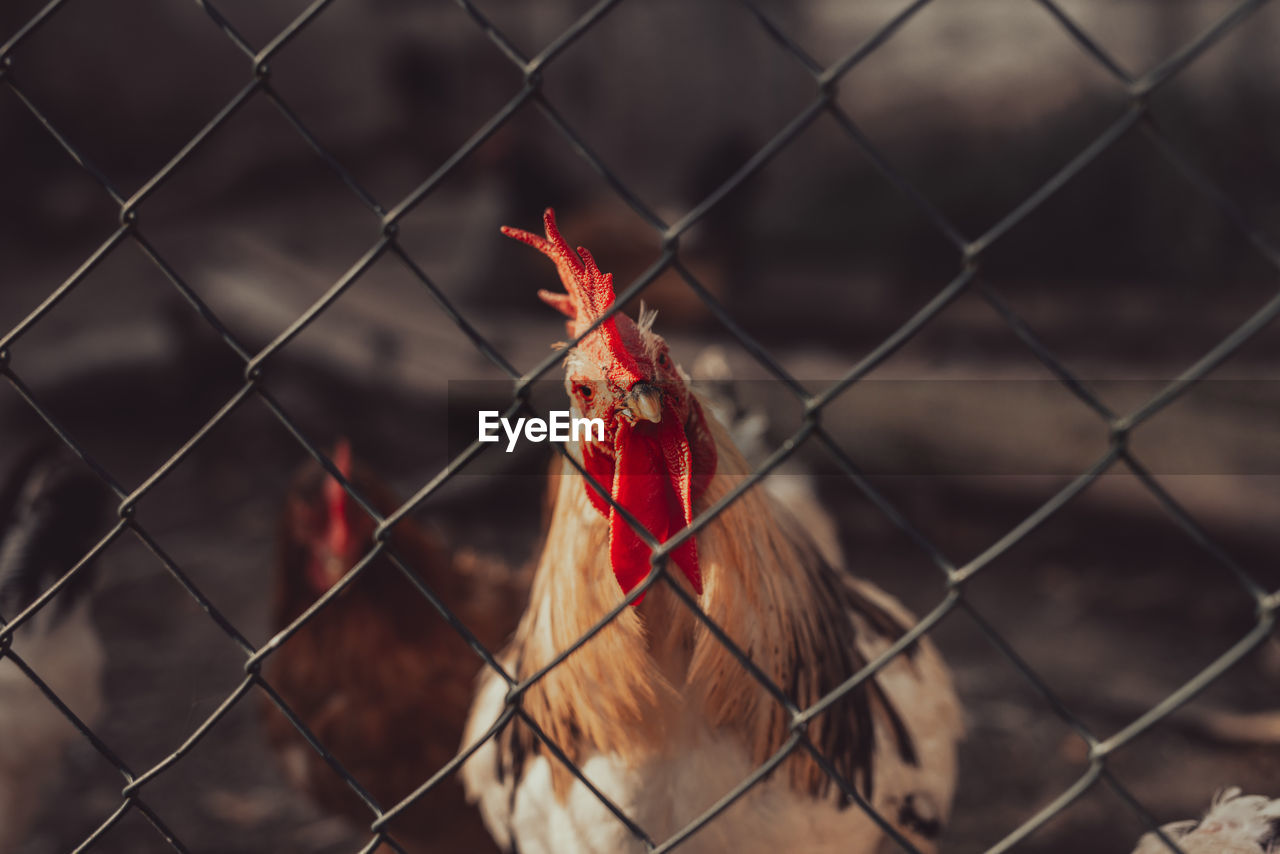 BIRD ON A FENCE